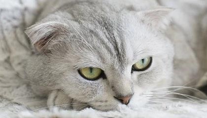 开云网页版登录入口-球队内部风波：某俱乐部管理层引发众怒，球队管理方案