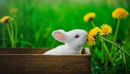 开云网页版登录入口-球队内部风波：某俱乐部管理层引发众怒，球队管理方案